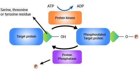 How does phosphorylation control protein activity? And why do proteins sometimes act like they're in a soap opera?